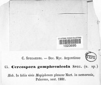Passalora gomphrenicola image